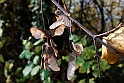 Parco Europa Autunno_074